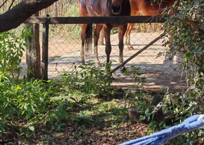 Lily Pond Lethabo Estate accommodation horses