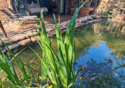 Lily Pond Lethabo Estate accommodation pond view